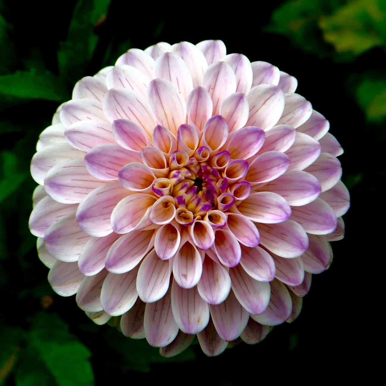 Featured Image