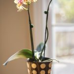 How to grow orchids indoors
