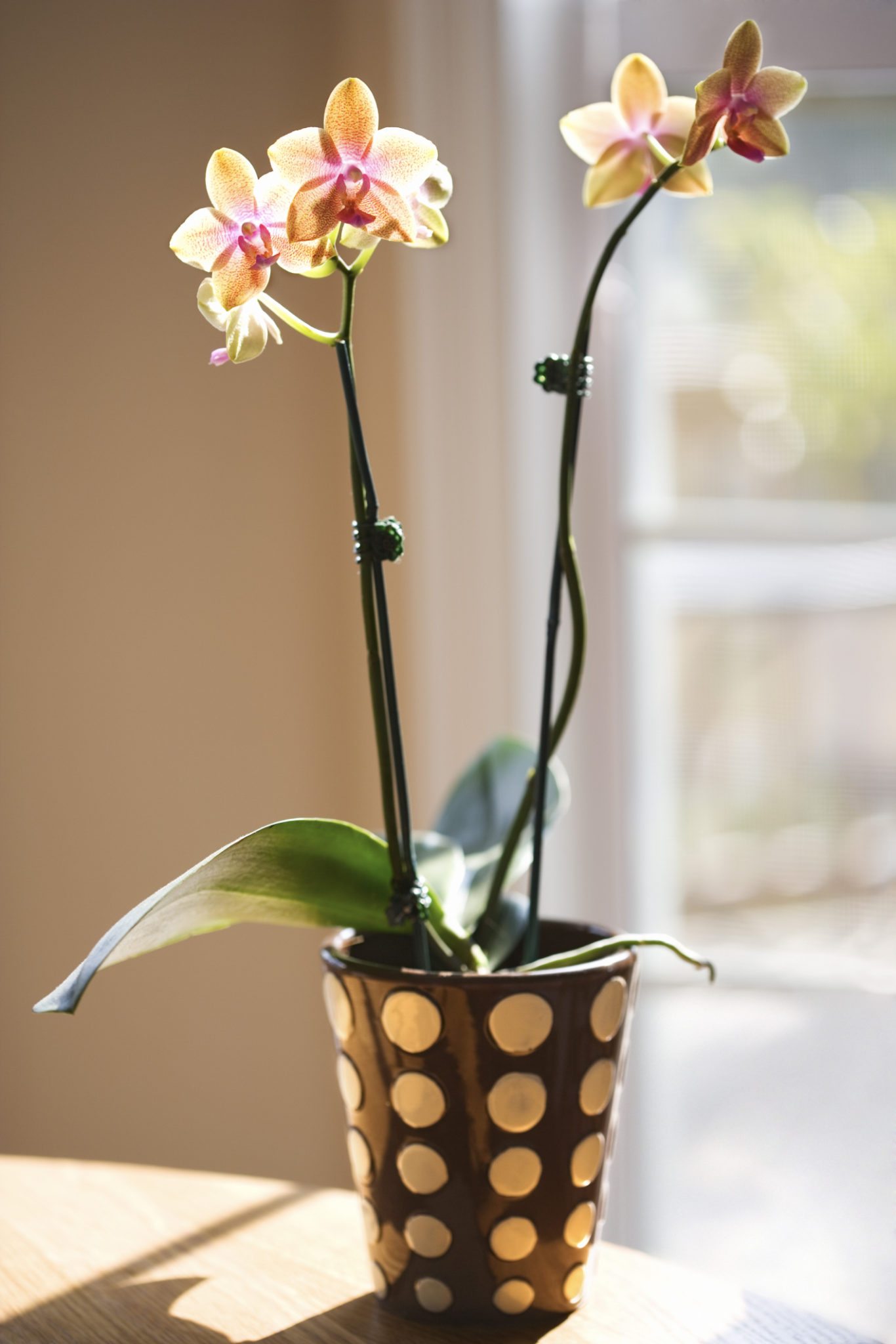 How to grow orchids indoors
